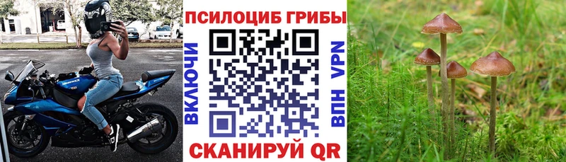 Псилоцибиновые грибы Cubensis Слободской